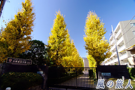 目黒星美学園のイチョウ並木の写真