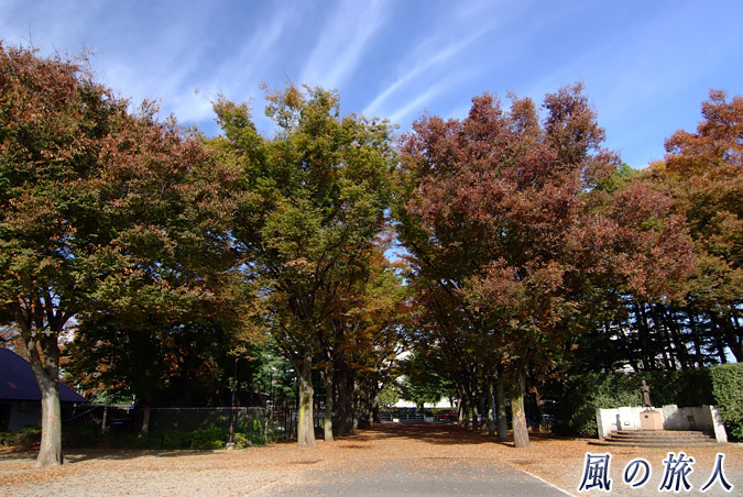 世田谷公園　紅葉するケヤキ並木