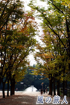 世田谷公園の紅葉の写真