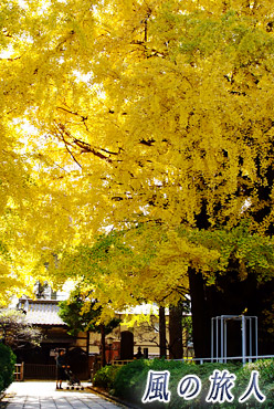 森厳寺のイチョウの紅葉の写真
