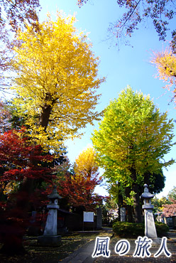 豪徳寺　井伊家墓所のイチョウの紅葉の写真