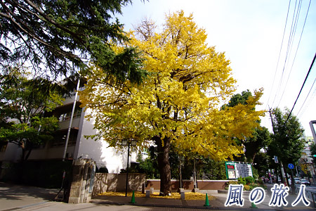 東京農大のイチョウの紅葉の写真
