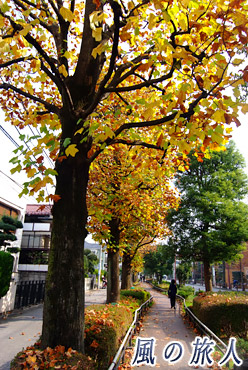 ユリノキ公園のユリノキ並木の写真