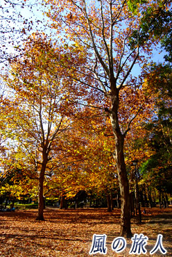 ・都立蘆花恒春園（芦花公園）の紅葉の写真