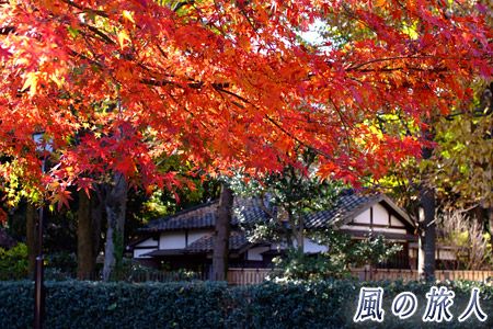 ・都立蘆花恒春園（芦花公園）の紅葉の写真