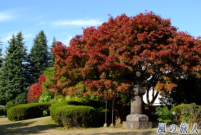 大蔵総合運動場　大蔵運動公園　モミジと石灯籠