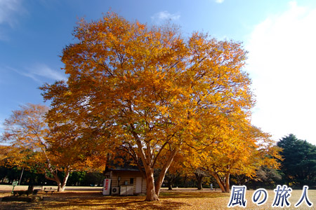 砧公園の紅葉の写真