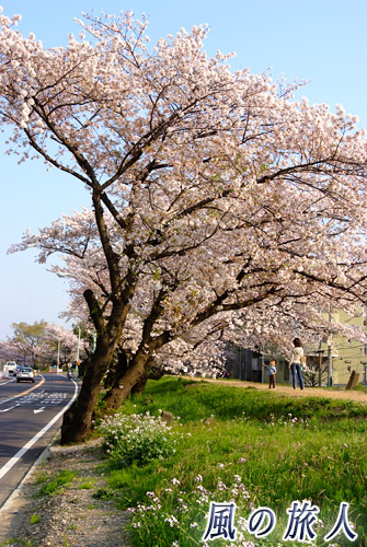 二子玉川　土手の桜　車道脇に咲く桜の写真