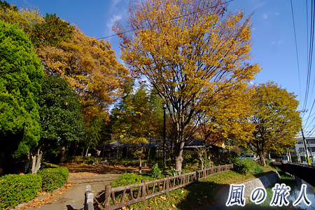 岡本公園の紅葉の写真