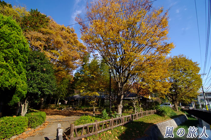 岡本公園　秋の岡本公園の写真